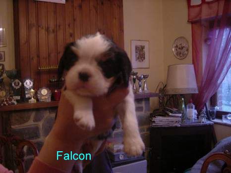 Falcon des Joyaux d'Alésia