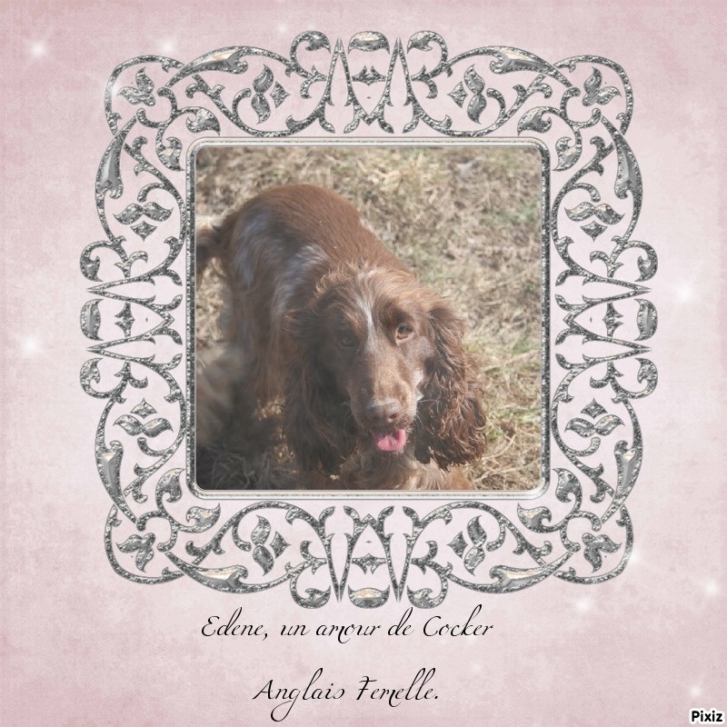 Les Cocker Spaniel Anglais de l'affixe des Joyaux d'Alésia