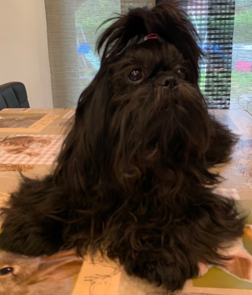 Les Shih Tzu de l'affixe des Joyaux d'Alésia