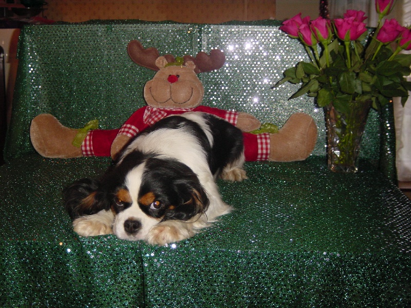 Geischa (Sans Affixe)