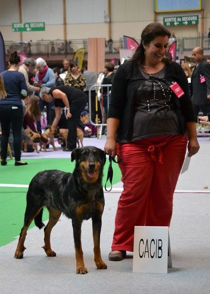 Geisha cendrée de la Noé d'Orient