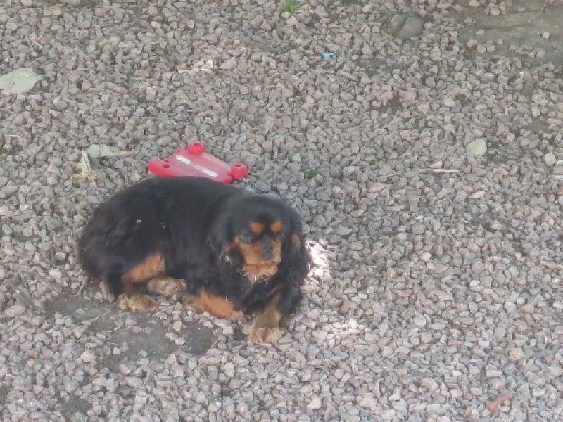 Isis black pearl des Joyaux d'Alésia