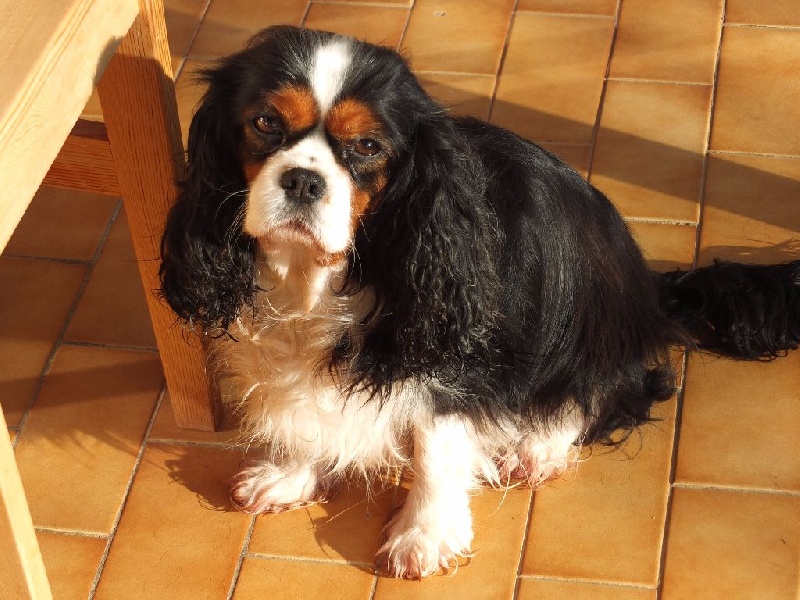 Faolïn love des Joyaux d'Alésia