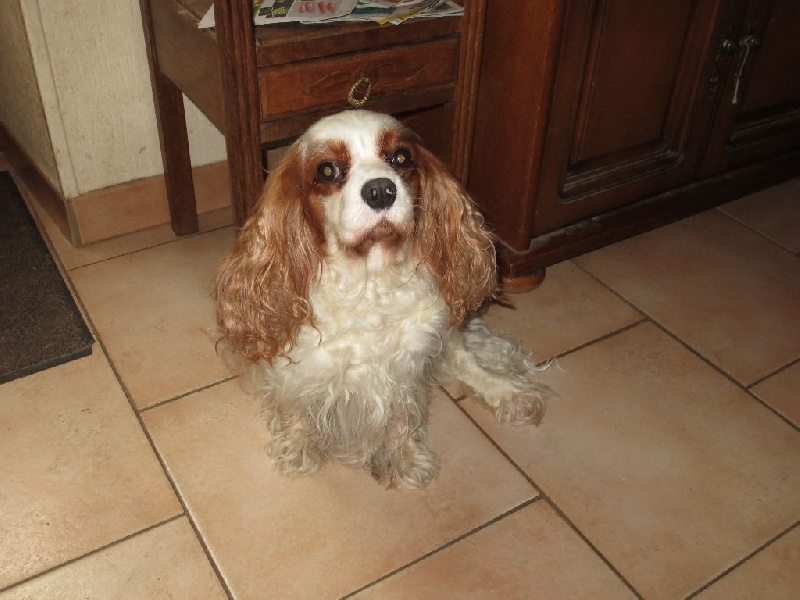 Harthémys des Joyaux d'Alésia