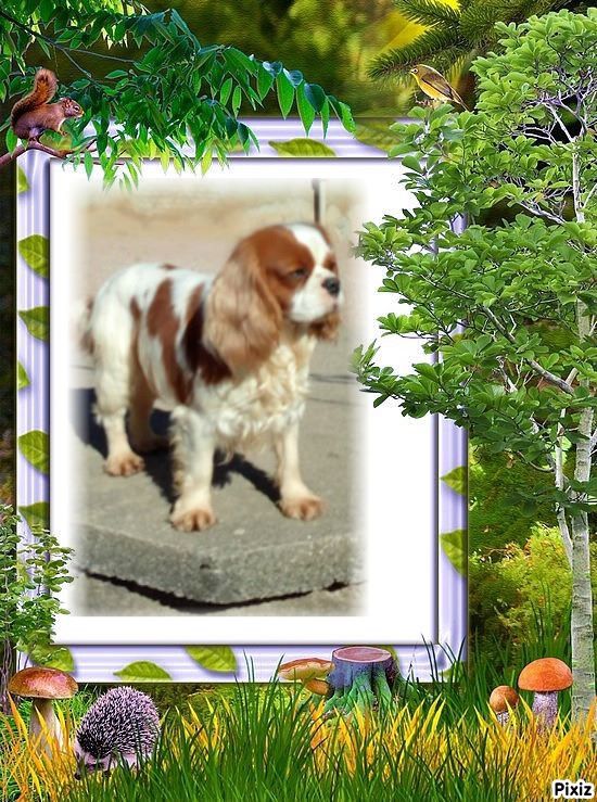 Lassa des Joyaux d'Alésia