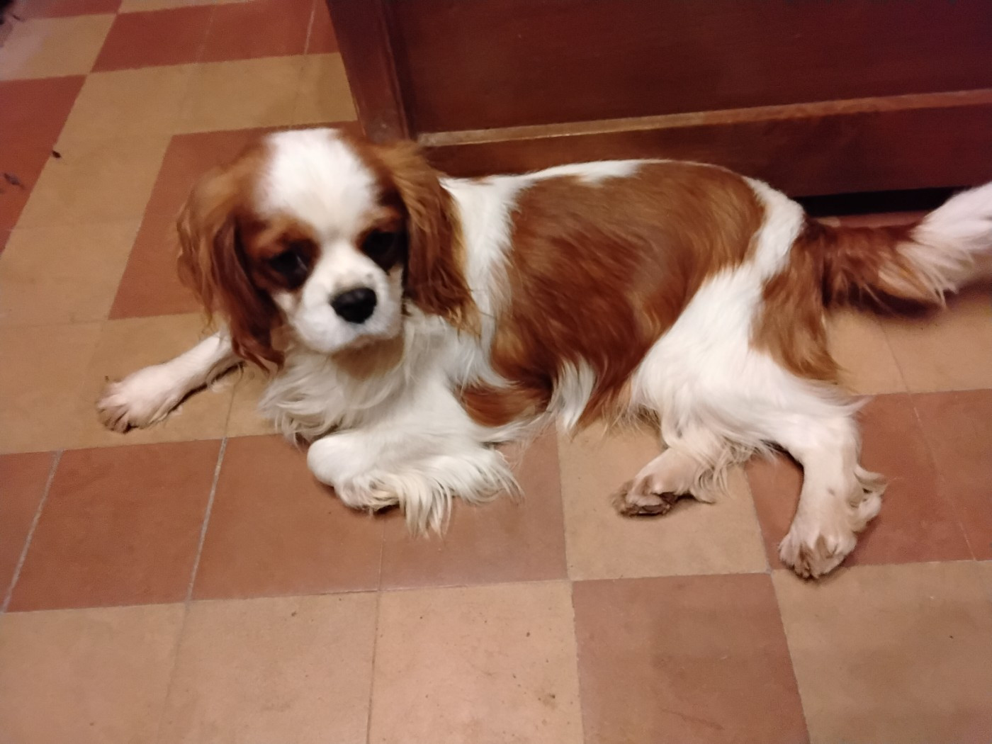 Vasco de la Cité d'Hinka