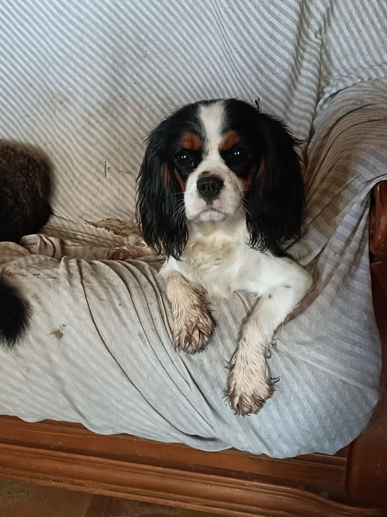 Vitamine Des Cascades De Jade