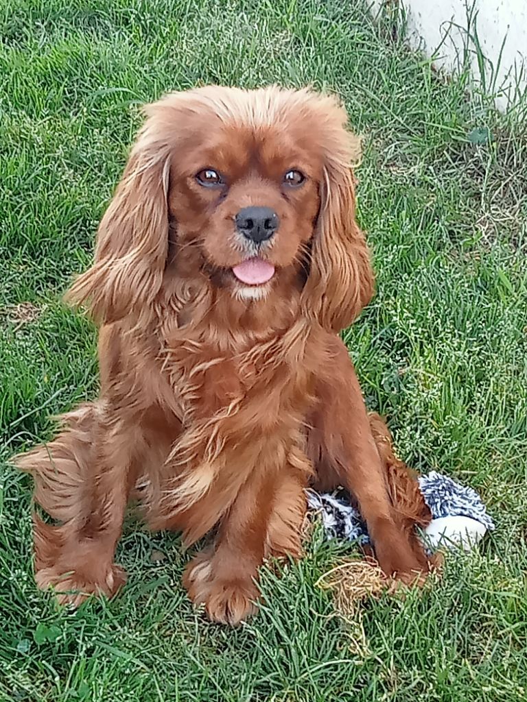 Ulla Du Domaine Des Devets