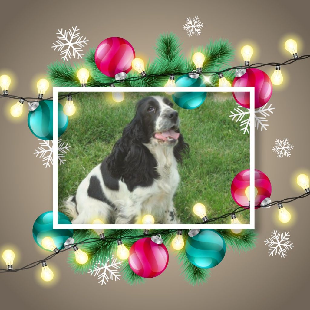 For dog of caniland's dream