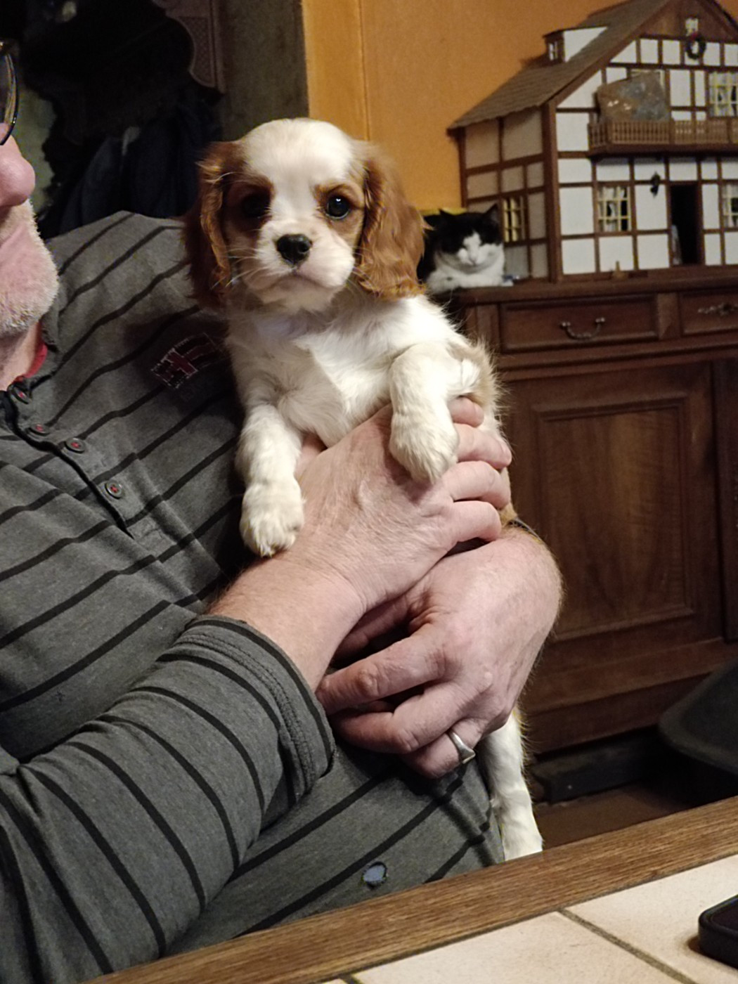 Arwen Du Domaine Des Devets