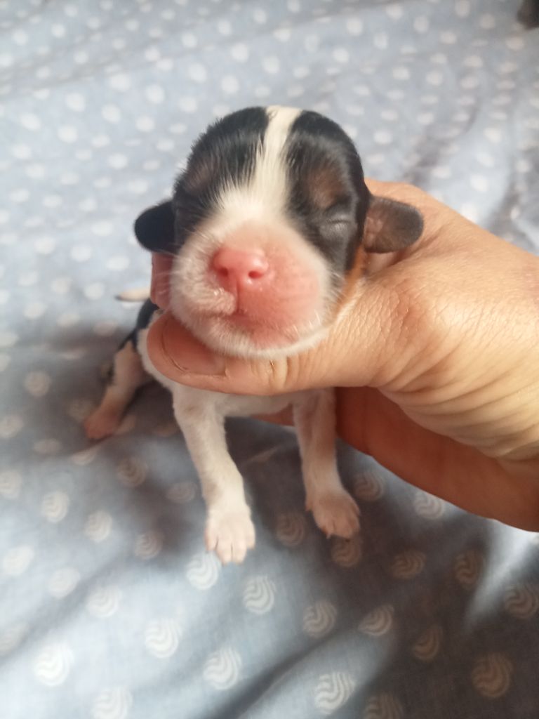 des Joyaux d'Alésia - Cavalier King Charles Spaniel - Portée née le 06/06/2024