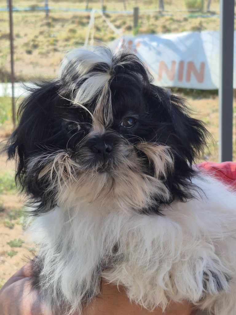 des Joyaux d'Alésia - Chiots disponibles - Shih Tzu