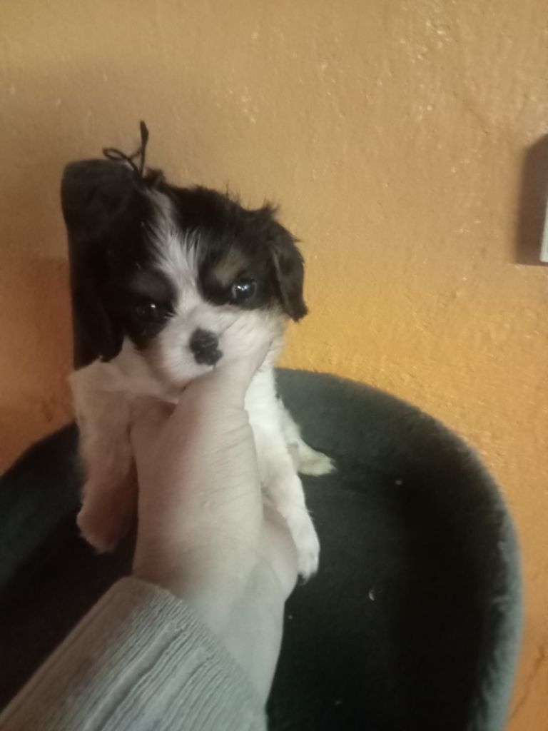 des Joyaux d'Alésia - Cavalier King Charles Spaniel - Portée née le 12/10/2024
