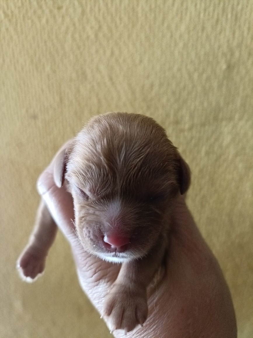des Joyaux d'Alésia - Chiots disponibles - Cavalier King Charles Spaniel