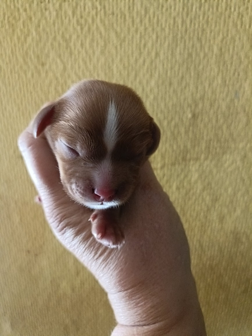 des Joyaux d'Alésia - Chiots disponibles - Cavalier King Charles Spaniel