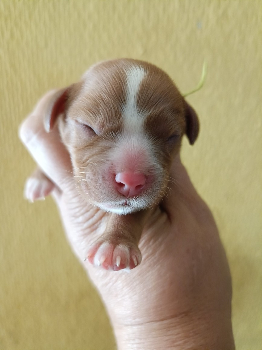 des Joyaux d'Alésia - Chiots disponibles - Cavalier King Charles Spaniel