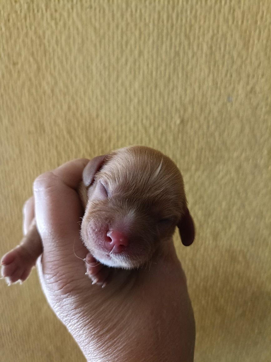 des Joyaux d'Alésia - Chiots disponibles - Cavalier King Charles Spaniel