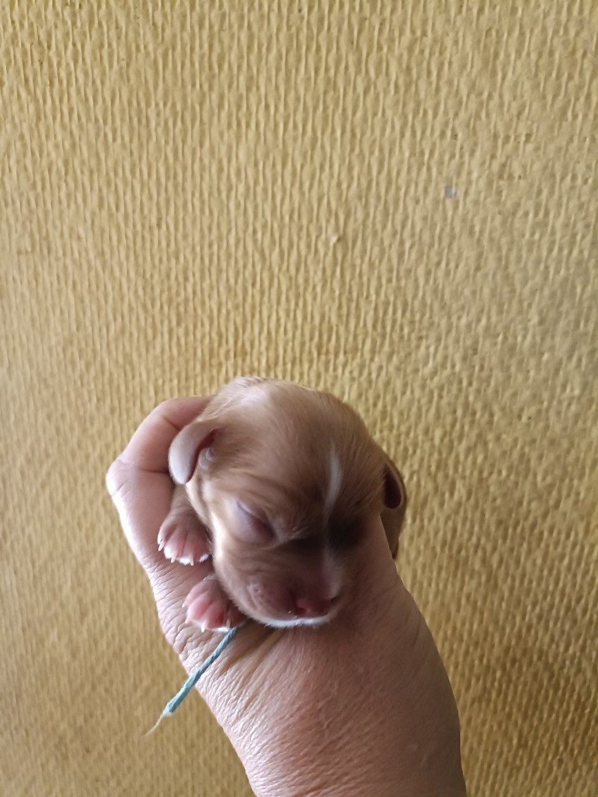 des Joyaux d'Alésia - Chiots disponibles - Cavalier King Charles Spaniel