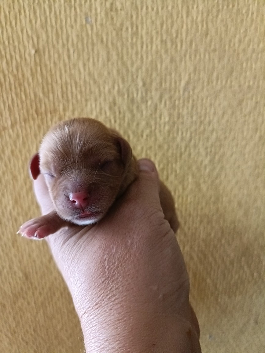 des Joyaux d'Alésia - Chiots disponibles - Cavalier King Charles Spaniel