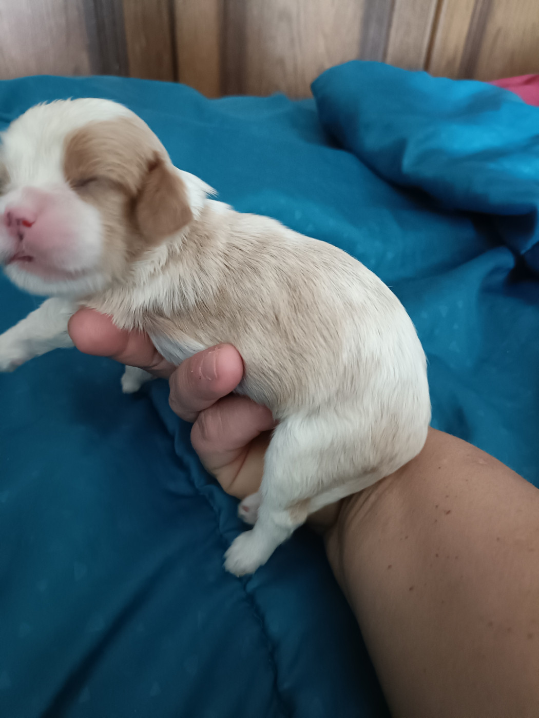 des Joyaux d'Alésia - Chiots disponibles - Cavalier King Charles Spaniel