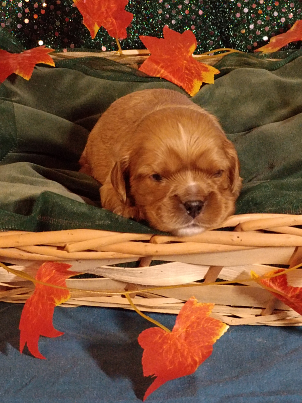 des Joyaux d'Alésia - Chiots disponibles - Cavalier King Charles Spaniel