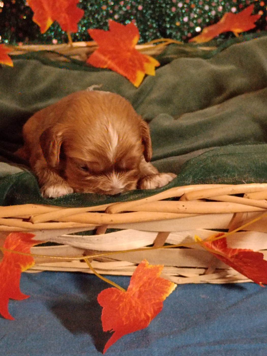 des Joyaux d'Alésia - Chiots disponibles - Cavalier King Charles Spaniel