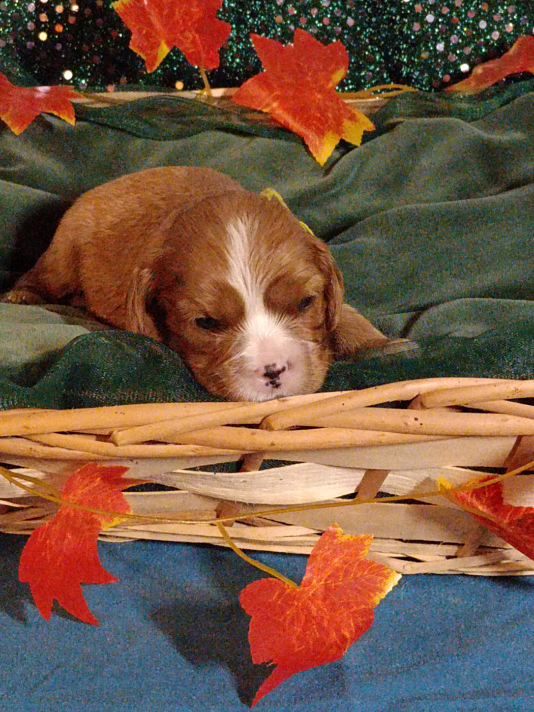 des Joyaux d'Alésia - Chiots disponibles - Cavalier King Charles Spaniel