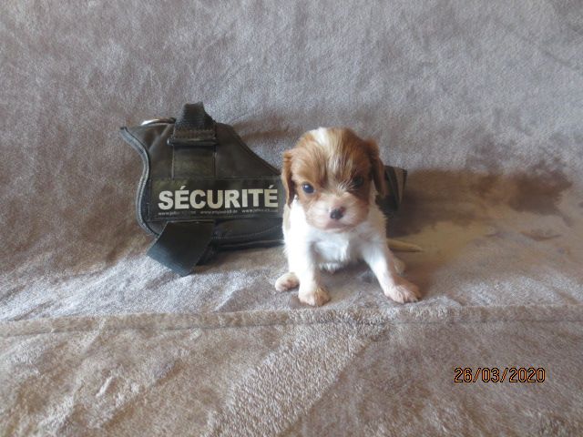 des Joyaux d'Alésia - Cavalier King Charles Spaniel - Portée née le 27/02/2020