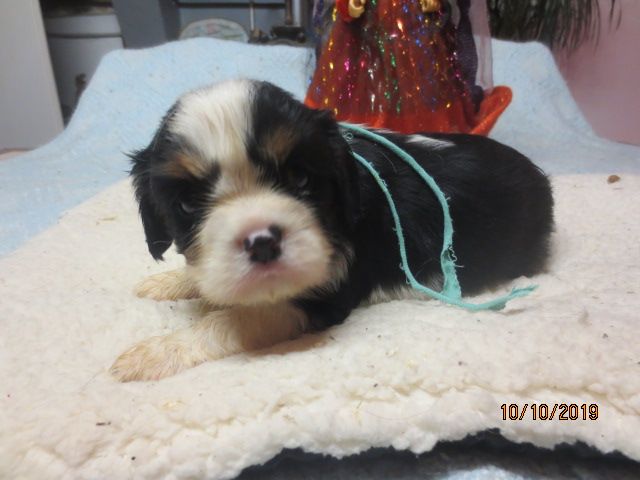 des Joyaux d'Alésia - Cavalier King Charles Spaniel - Portée née le 10/09/2019