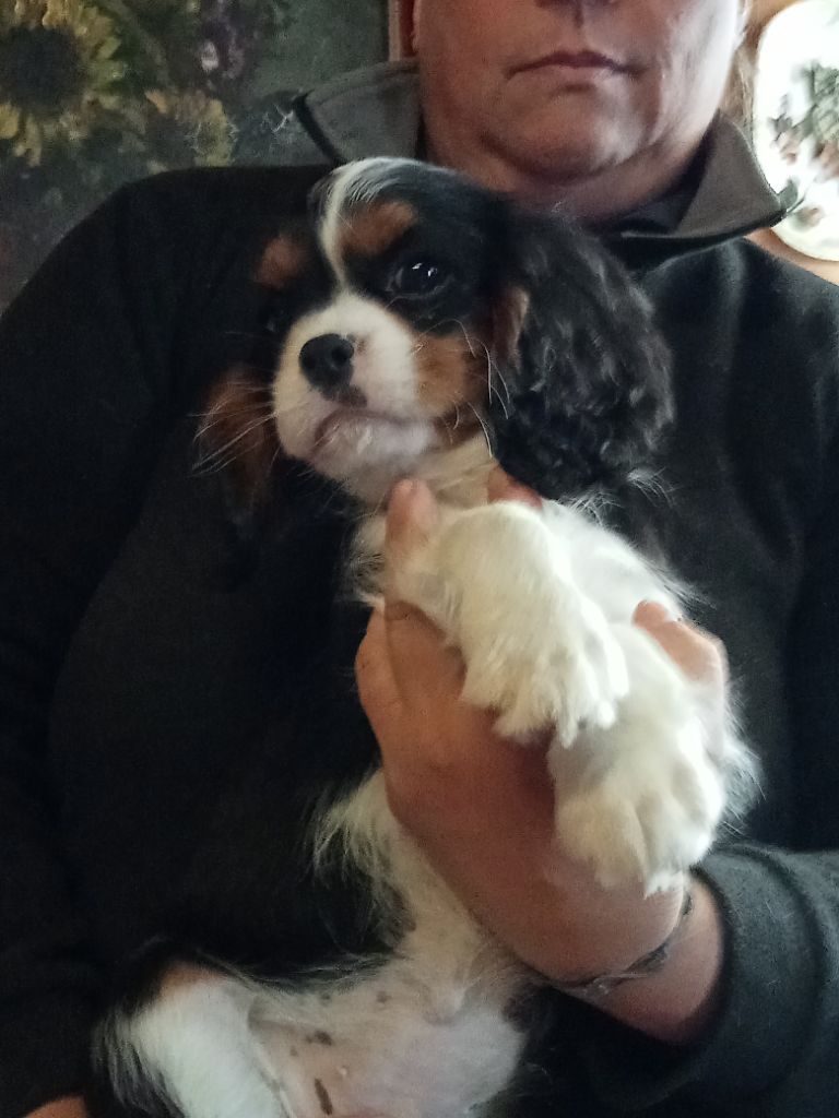 des Joyaux d'Alésia - Cavalier King Charles Spaniel - Portée née le 23/07/2022