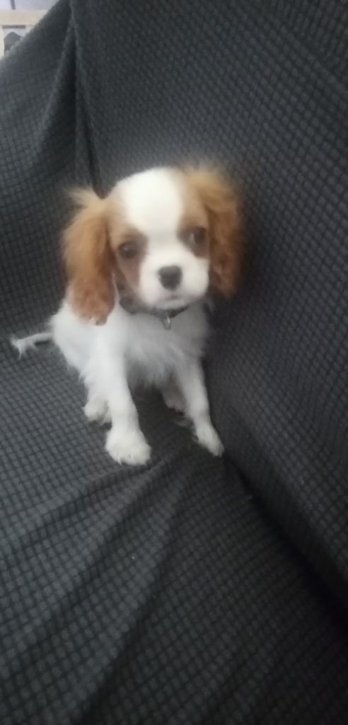 des Joyaux d'Alésia - Cavalier King Charles Spaniel - Portée née le 24/12/2021