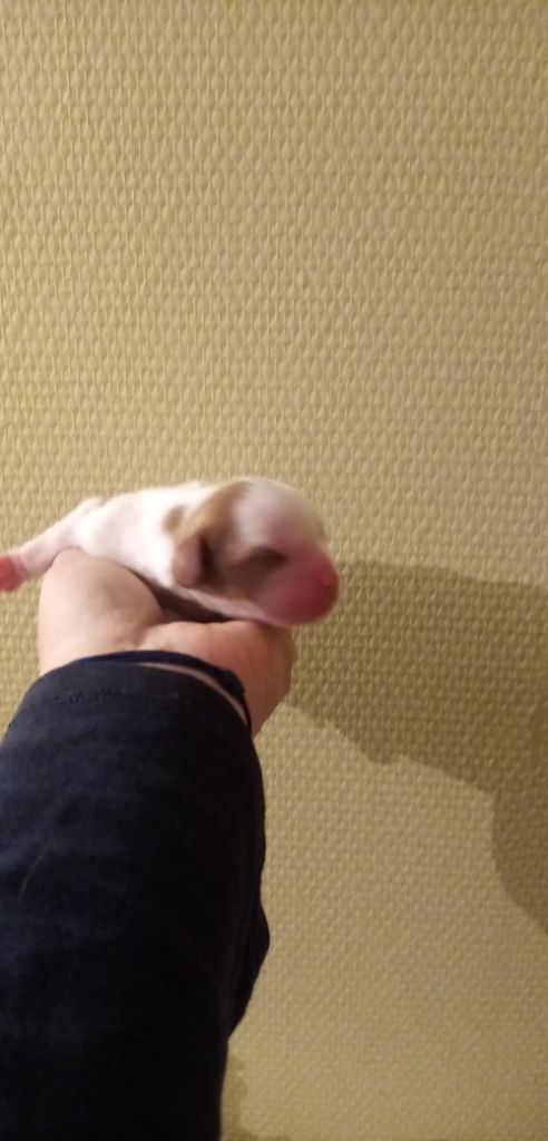 des Joyaux d'Alésia - Cavalier King Charles Spaniel - Portée née le 09/02/2021