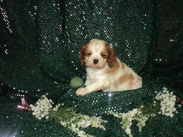 des Joyaux d'Alésia - Cavalier King Charles Spaniel - Portée née le 10/01/2014