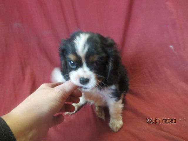 des Joyaux d'Alésia - Cavalier King Charles Spaniel - Portée née le 12/12/2019